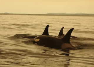 Motion 113 stemmed from a Charles Darwin University-led research paper published in the journal Science last year, which focused on longevity conservation for the Earth’s oldest animals. Picture: Lauren Brent