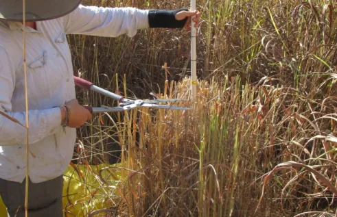 Gamba grass