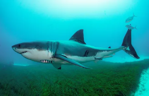 shark-action-plan